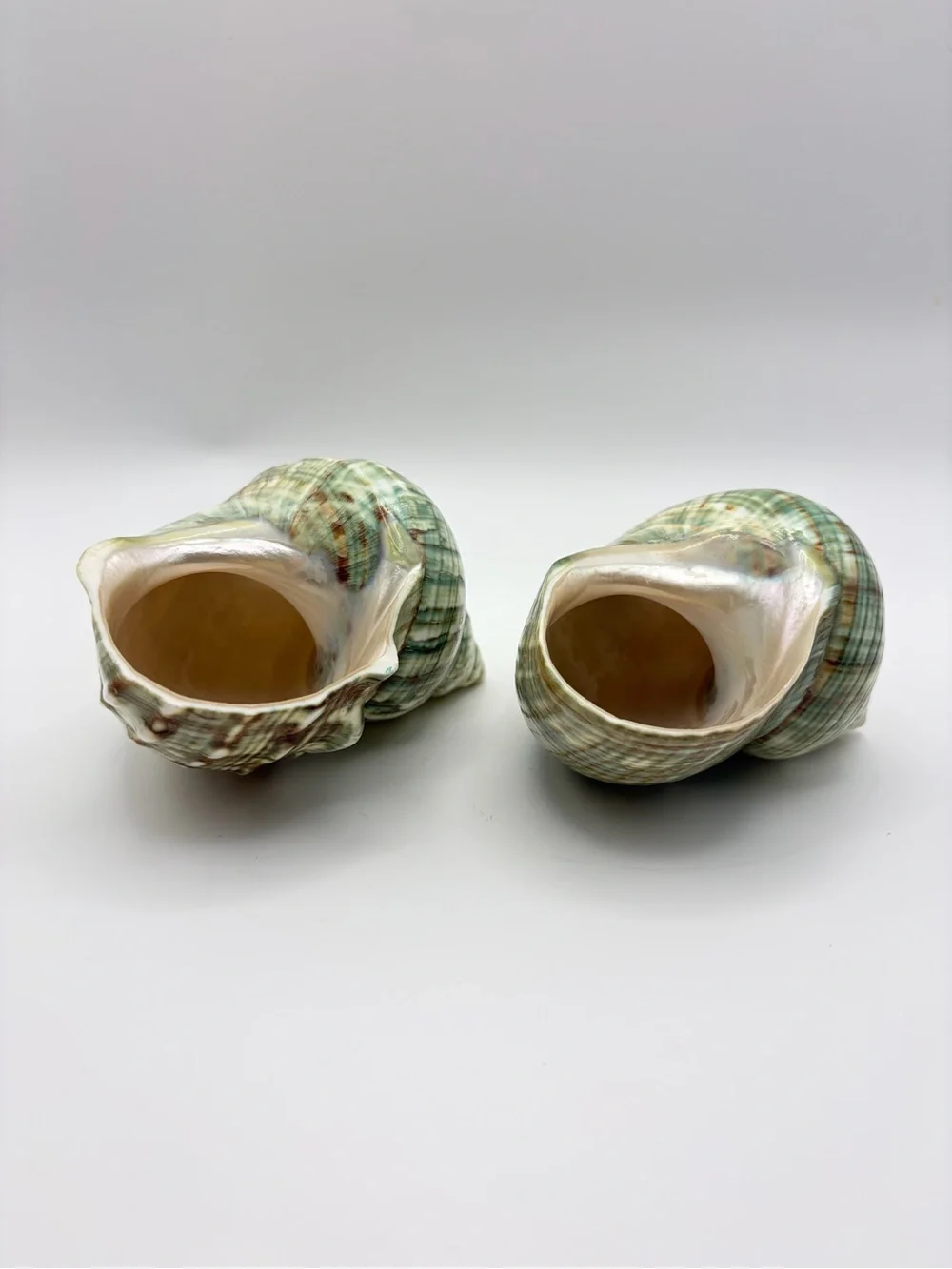 Z Gallerie Polished Green Turbo Turban Shells 4” Beach Coastal Chic Decor 2pc